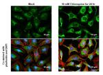 CALCOCO2 Antibody in Immunocytochemistry (ICC/IF)