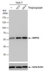 CALCOCO2 Antibody in Western Blot (WB)