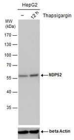 CALCOCO2 Antibody in Western Blot (WB)