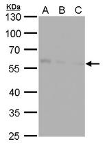 CALCOCO2 Antibody in Western Blot (WB)