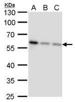 CALCOCO2 Antibody in Western Blot (WB)