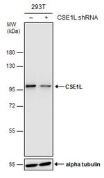 CAS Antibody