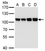 CAS Antibody in Western Blot (WB)