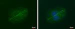 LIN7A Antibody in Immunocytochemistry (ICC/IF)