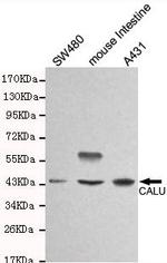 Calumenin Antibody in Western Blot (WB)