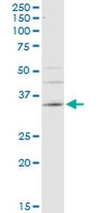 Carbonic Anhydrase IV Antibody in Western Blot (WB)