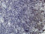 EphB3 Antibody in Immunohistochemistry (PFA fixed) (IHC (PFA))