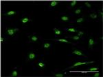 ID1 Antibody in Immunocytochemistry (ICC/IF)