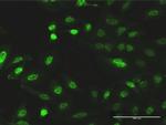 CITED1 Antibody in Immunocytochemistry (ICC/IF)