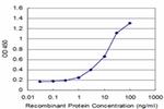 PYGM Antibody in ELISA (ELISA)