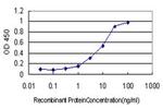 RIT2 Antibody in ELISA (ELISA)