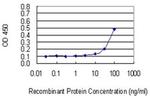 RPL17 Antibody in ELISA (ELISA)