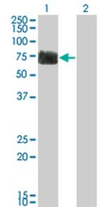 RTN2 Antibody in Western Blot (WB)