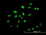 ZNF136 Antibody in Immunocytochemistry (ICC/IF)