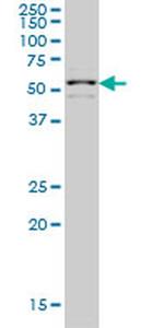 ZNF136 Antibody in Western Blot (WB)