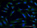 USP9X Antibody in Immunocytochemistry (ICC/IF)