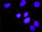 PKMYT1 Antibody in Proximity Ligation Assay (PLA) (PLA)