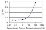 PKMYT1 Antibody in ELISA (ELISA)