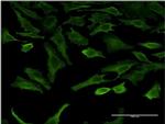 SGK2 Antibody in Immunocytochemistry (ICC/IF)