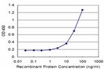 CHST4 Antibody in ELISA (ELISA)