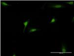 DEAF1 Antibody in Immunocytochemistry (ICC/IF)