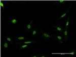 FASTK Antibody in Immunocytochemistry (ICC/IF)