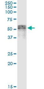 SCLY Antibody in Immunoprecipitation (IP)