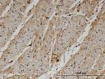 PANK4 Antibody in Immunohistochemistry (PFA fixed) (IHC (PFA))