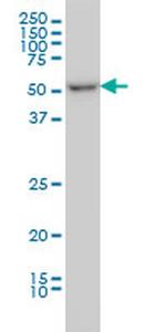 ITFG2 Antibody in Western Blot (WB)