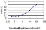 LMO3 Antibody in ELISA (ELISA)