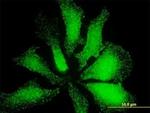 LMO3 Antibody in Immunocytochemistry (ICC/IF)