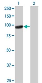 PCDHGA5 Antibody in Western Blot (WB)