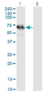 TSKS Antibody in Western Blot (WB)