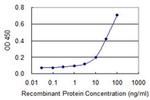 Bcl-G Antibody in ELISA (ELISA)