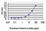 L3MBTL2 Antibody in ELISA (ELISA)