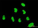 ZNF394 Antibody in Immunocytochemistry (ICC/IF)