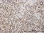 GSC Antibody in Immunohistochemistry (PFA fixed) (IHC (PFA))