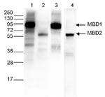 Ty1 Tag Antibody in Western Blot (WB)