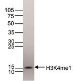 H3K4me1 Antibody in Western Blot (WB)