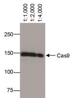 Cas9 Antibody in Western Blot (WB)