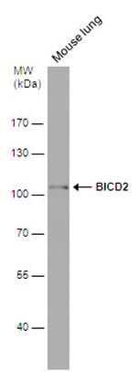 BICD2 Antibody in Western Blot (WB)