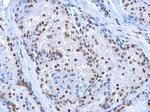 5-hydroxymethylcytosine Antibody in Immunohistochemistry (Paraffin) (IHC (P))