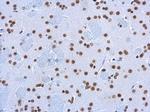 5-hydroxymethylcytosine Antibody in Immunohistochemistry (Paraffin) (IHC (P))