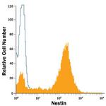 Nestin Antibody in Flow Cytometry (Flow)