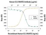 CCL5 (RANTES) Antibody