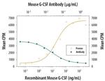 G-CSF Antibody