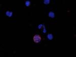 MIP-3 beta Antibody in Immunocytochemistry (ICC/IF)