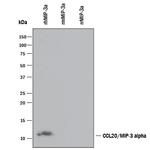MIP-3 alpha Antibody in Western Blot (WB)