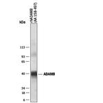 ADAM8 Antibody in Western Blot (WB)