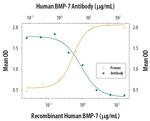 BMP-7 Antibody in Neutralization (Neu)